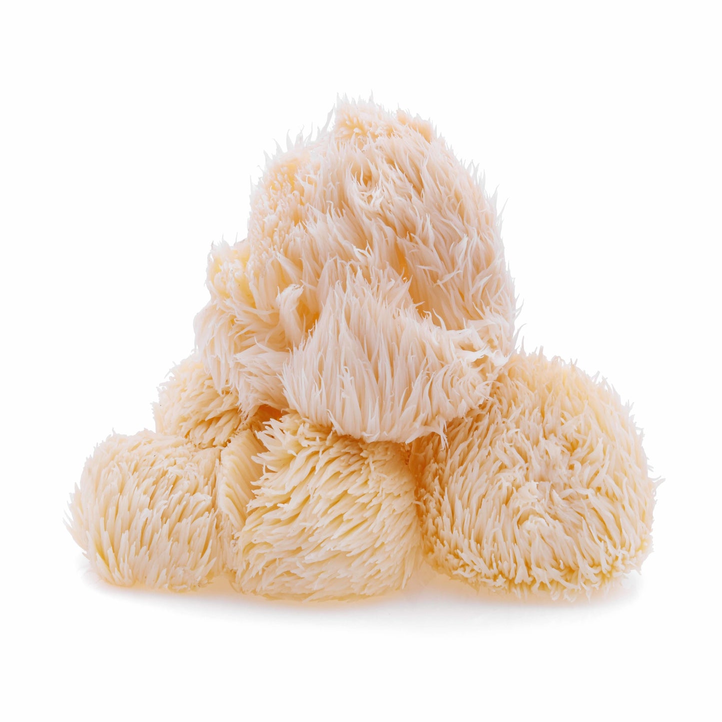 Lion's Mane