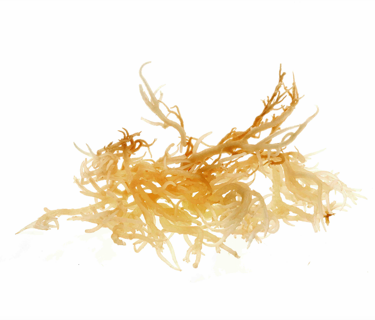 Sea Moss (zeewier)