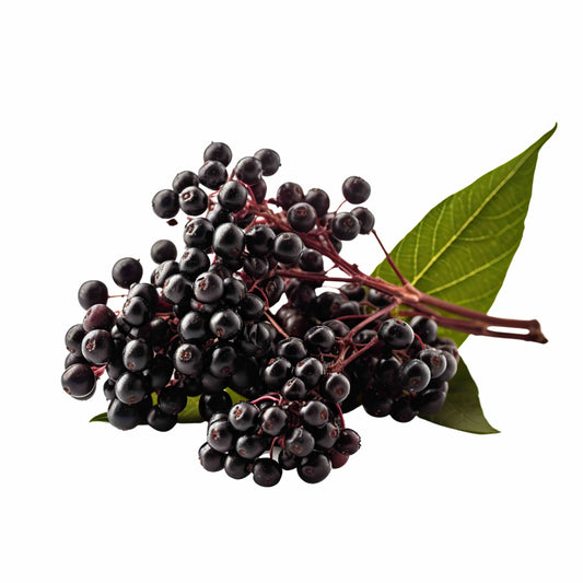 Black Elderberry