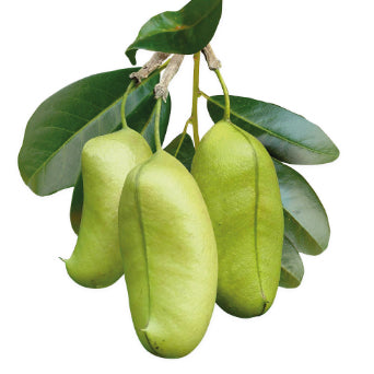 5 HTP